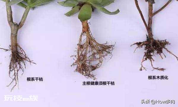 网购多肉带土直接上盆可以吗(网购带土球多肉植物栽种方法)-图片3